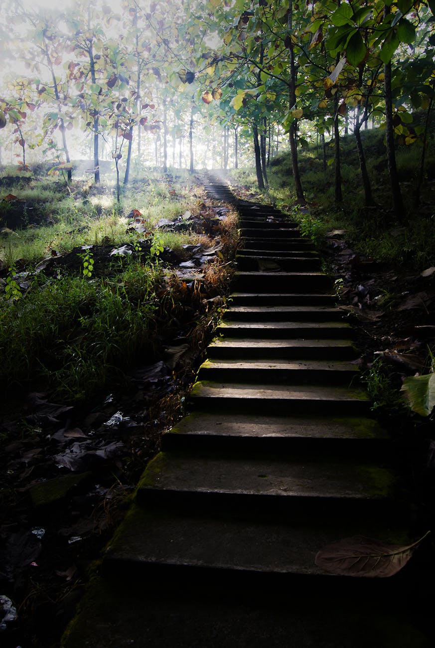 gray concrete stairs leading to trees